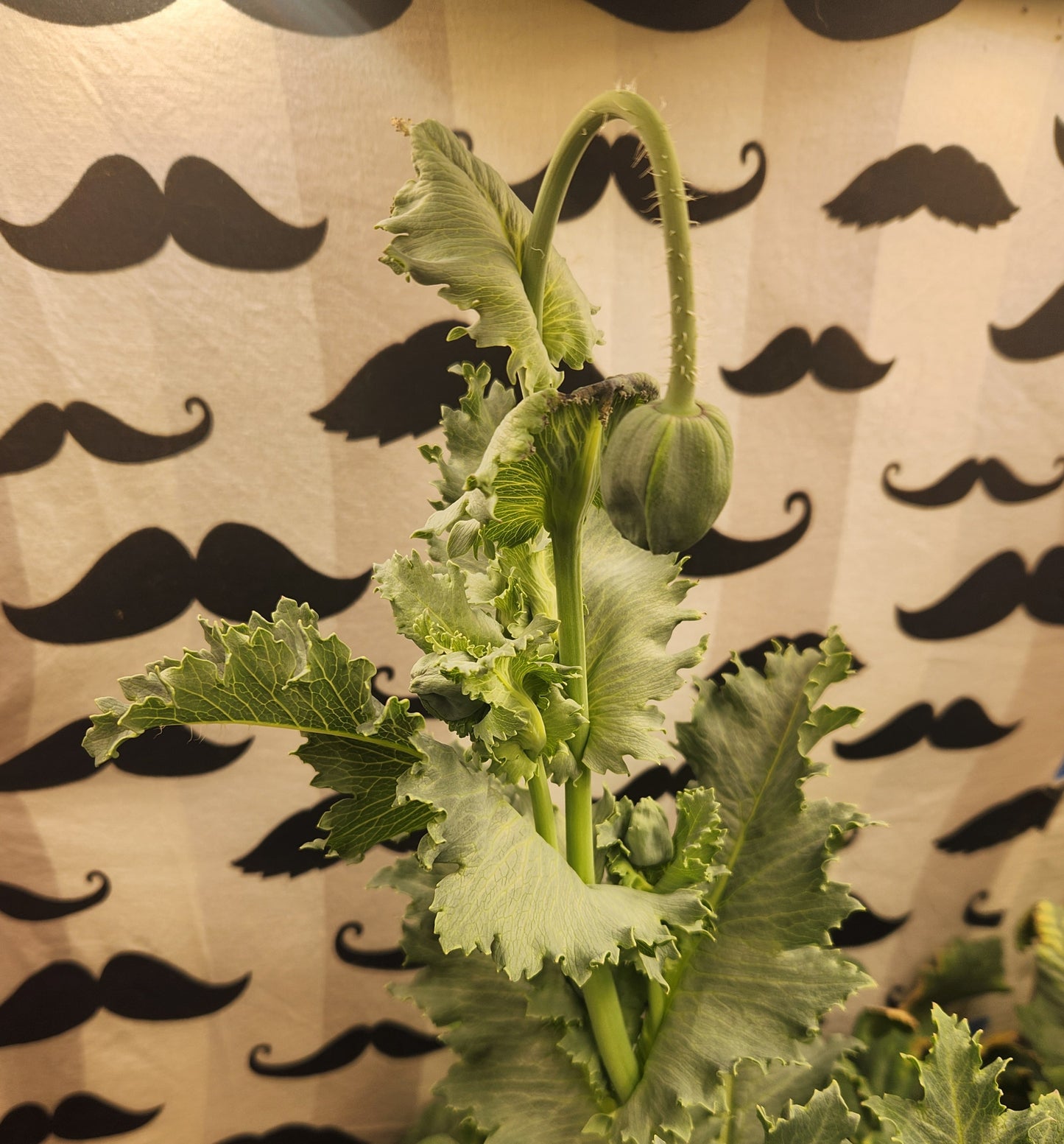 Izmir Asian OB Poppy Seed (Papaver Somniferum) 1500 Seeds