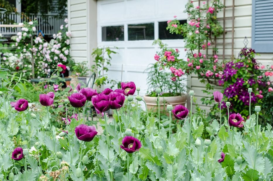 Lauren’s Grape Poppy Seeds (Papaver Somniferum) 1500 pack