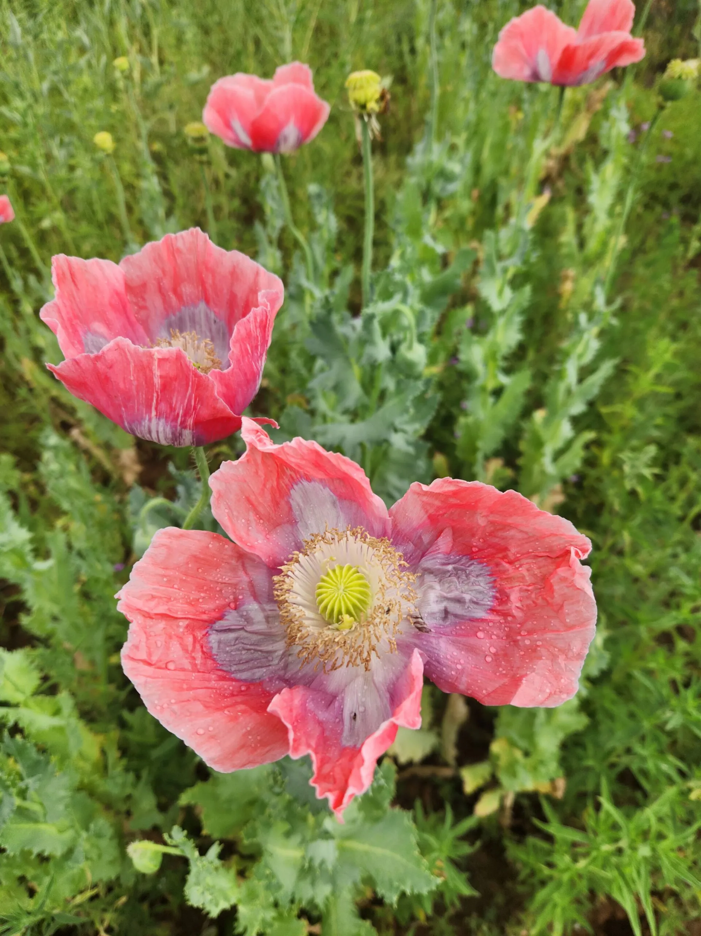 Izmir Asian OB Poppy Seed (Papaver Somniferum) 1500 Seeds