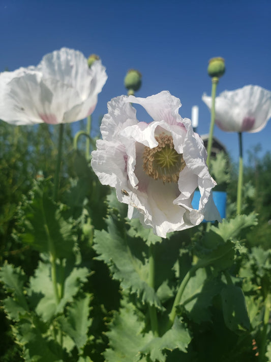 TRUE Izmir Bush Poppy (Papaver Somniferum) 1500 Seeds